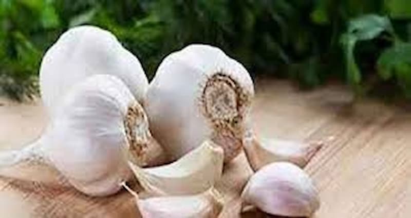 تصویر 4 از سیر تازه شمال با رایحه ای تند و طعمی منحصر به فرد